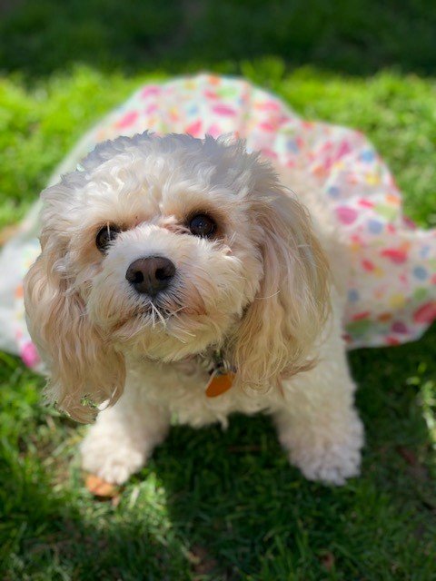 Daisy, office therapy dog at LA Periodontics